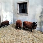 Adventní dny na hradeckém zámku si nenechalo ujít víc než deset tisíc návštěvníků