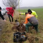 Na podzim přibylo v městské zeleni Tábora 61 stromů