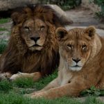 V Zoo Dvorec zemřel lev Ugas. Byl součástí zahrady od jejího otevření