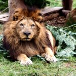 V Zoo Dvorec zemřel lev Ugas. Byl součástí zahrady od jejího otevření