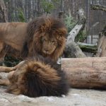 V Zoo Dvorec zemřel lev Ugas. Byl součástí zahrady od jejího otevření