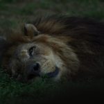 V Zoo Dvorec zemřel lev Ugas. Byl součástí zahrady od jejího otevření