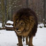V Zoo Dvorec zemřel lev Ugas. Byl součástí zahrady od jejího otevření