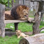 V Zoo Dvorec zemřel lev Ugas. Byl součástí zahrady od jejího otevření