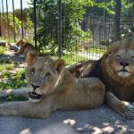V Zoo Dvorec zemřel lev Ugas. Byl součástí zahrady od jejího otevření