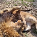 V Zoo Dvorec zemřel lev Ugas. Byl součástí zahrady od jejího otevření