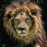 V Zoo Dvorec zemřel lev Ugas. Byl součástí zahrady od jejího otevření