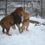 V Zoo Dvorec zemřel lev Ugas. Byl součástí zahrady od jejího otevření