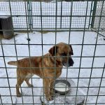Do krumlovského útulku přinesli lidé psům téměř tunu krmení