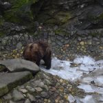 Krumlovští medvědi si pochutnávali na dortech a jiných dobrotách