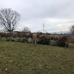 Zvířata v táborské zoo si pochutnávají na vánočních stromcích