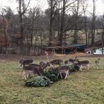 Zvířata v táborské zoo si pochutnávají na vánočních stromcích