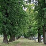 Hlasování o nejoblíbenější Alej roku 2022 končí už ve středu 11. ledna