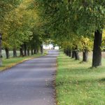 V soutěži Alej roku vyhrála za Jihočeský kraj jindřichohradecká alej k Polívkám