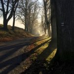 V soutěži Alej roku vyhrála za Jihočeský kraj jindřichohradecká alej k Polívkám