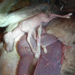 V Zoo Hluboká uhynula březí samice losa. Návštěvníci ji nakrmili nevhodnou potravou