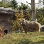 VIDEO: Prvními mláďaty roku 2023 v zoo Hluboká jsou medvědi plaví