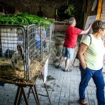 V Klukách oslavují 700 let od první písemné zmínky o obci velkolepě