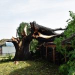 Nejstarší a nejmohutnější strom Strakonic nevydržel nápor středeční bouřky