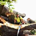 Nejstarší a nejmohutnější strom Strakonic nevydržel nápor středeční bouřky