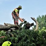 Nejstarší a nejmohutnější strom Strakonic nevydržel nápor středeční bouřky