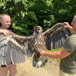 VIDEO: Lidé zachránili na Písecku samici orla mořského. Azyl našla v Záchranné stanici živočichů Makov