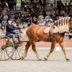 Zemský hřebčinec v Písku představuje… díl 3. Ošetřovatel a jezdec