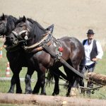 Dvacátý ročník Formanské jízdy přilákal do Vesce na pět stovek návštěvníků