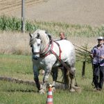 Dvacátý ročník Formanské jízdy přilákal do Vesce na pět stovek návštěvníků