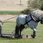Dvacátý ročník Formanské jízdy přilákal do Vesce na pět stovek návštěvníků