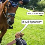 Fotograf Marcel Runštuk: O koních jsem původně věděl jen to, že existují. Největším zážitkem bylo krupobití při závodech v jihočeské Borové