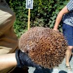 V Českém Krumlově zachránili hasiči ježka