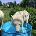 Vlci arktičtí z táborské zoo se během horkých dnů chladí v bazénku