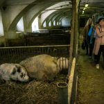 Školní statek otevřel své brány, k vidění byl i křest hříběte