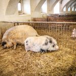 Školní statek otevřel své brány, k vidění byl i křest hříběte