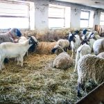 Školní statek otevřel své brány, k vidění byl i křest hříběte
