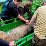 Ze zoo Hluboká utekl kozorožec. Chytali ho ošetřovatelé i hasiči