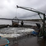 Loví se Dvořiště, čtvrtý největší rybník v Česku