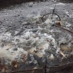Loví se Dvořiště, čtvrtý největší rybník v Česku