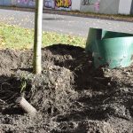 Odborníci chtějí zjistit, jaký mají používané způsoby závlahy vliv na růst stromů