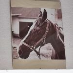 Karel Dvořák – vozatajská legenda