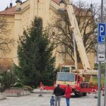 Na milevské náměstí doputoval vánoční strom z Jickovic