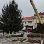 Na milevské náměstí doputoval vánoční strom z Jickovic