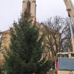 Na milevské náměstí doputoval vánoční strom z Jickovic
