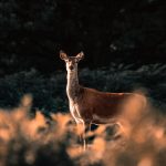 Riziko střetu se zvěří? V jižních Čechách hrozí nejméně