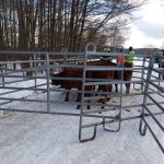 U Trhových Svinů havaroval traktor převážející telata