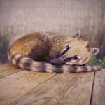 Z českých zoologických zahrad brzy zmizí nosálové, v táborské ale zůstanou
