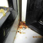 V indické restauraci Tandoor v Táboře se to hemžilo šváby. Inspekce ji uzavřela