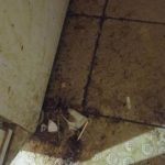 V indické restauraci Tandoor v Táboře se to hemžilo šváby. Inspekce ji uzavřela