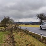 Staré stromy podél silnice od Tábora do Letů byly pokáceny